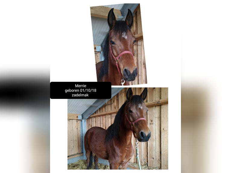 Arabian horses Mare 7 years 15,1 hh Brown in Lokeren