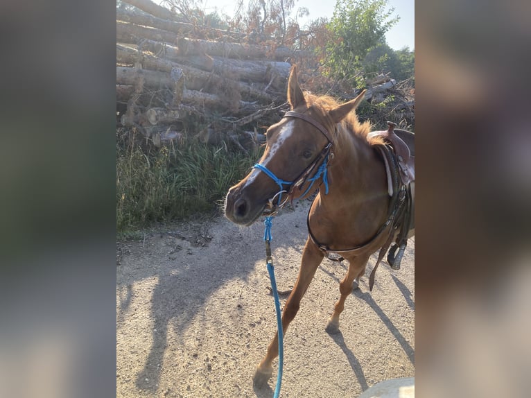 Arabian horses Mare 7 years 15,1 hh Chestnut-Red in Theras