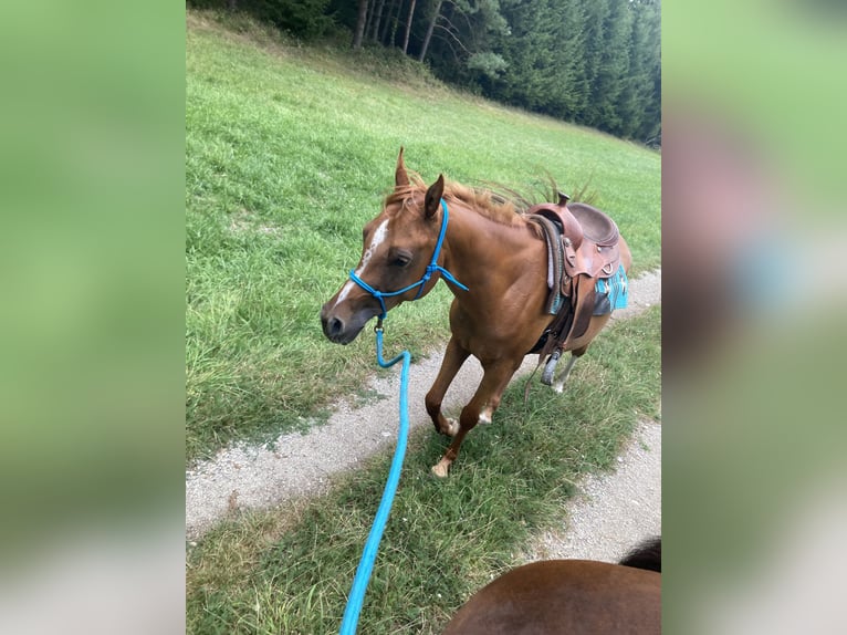 Arabian horses Mare 7 years 15,1 hh Chestnut-Red in Theras