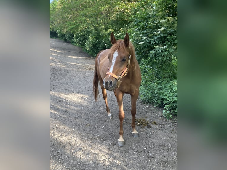 Arabian horses Mare 7 years 15,1 hh Chestnut-Red in Theras