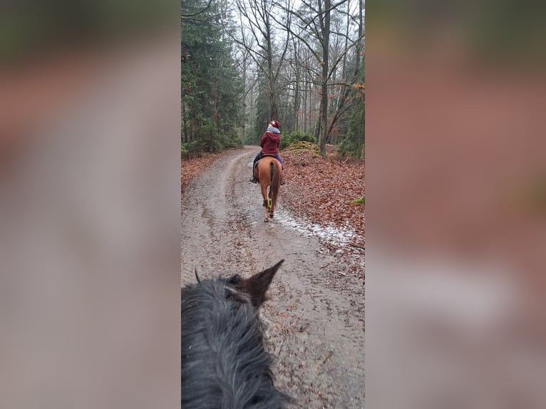 Arabian horses Mare 7 years 15,1 hh Chestnut-Red in Theras