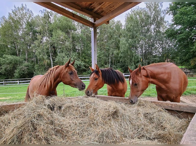 Arabian horses Mare 7 years 15,1 hh Chestnut-Red in Moosbach