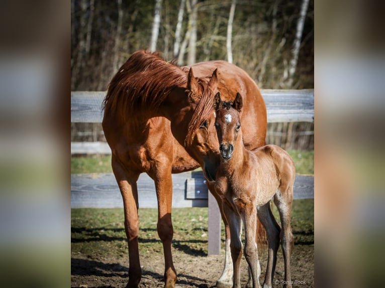 Arabian horses Mare 7 years 15,1 hh Chestnut-Red in Moosbach