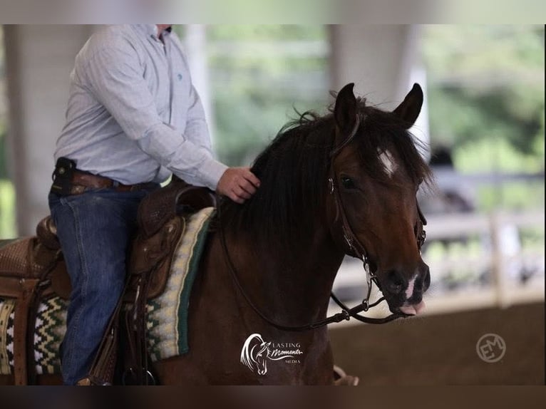 Arabian horses Mare 7 years 15 hh Bay in Dallas,Texas