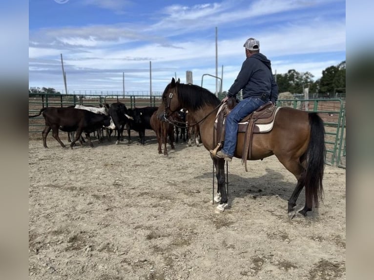 Arabian horses Mare 7 years 15 hh Bay in Dallas,Texas