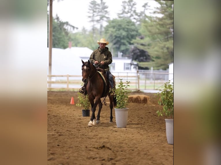 Arabian horses Mare 7 years 15 hh Bay in Dallas,Texas