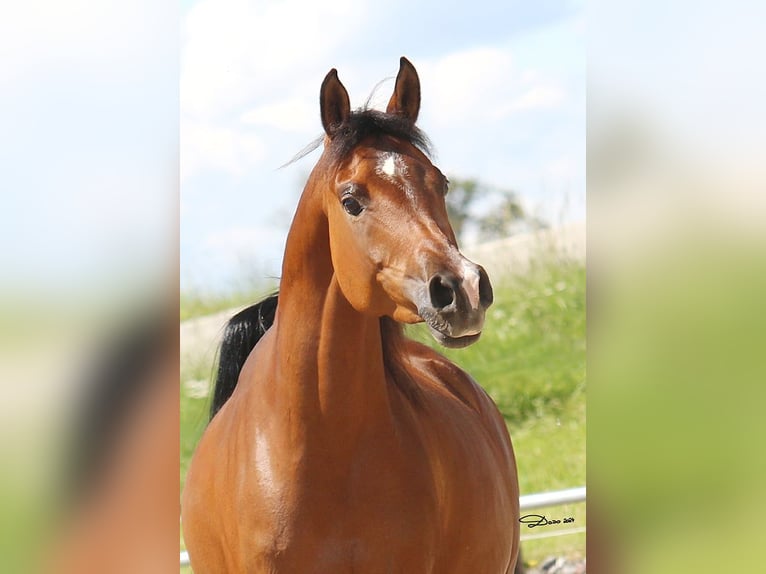 Arabian horses Mare 7 years 15 hh Brown in Wallsee