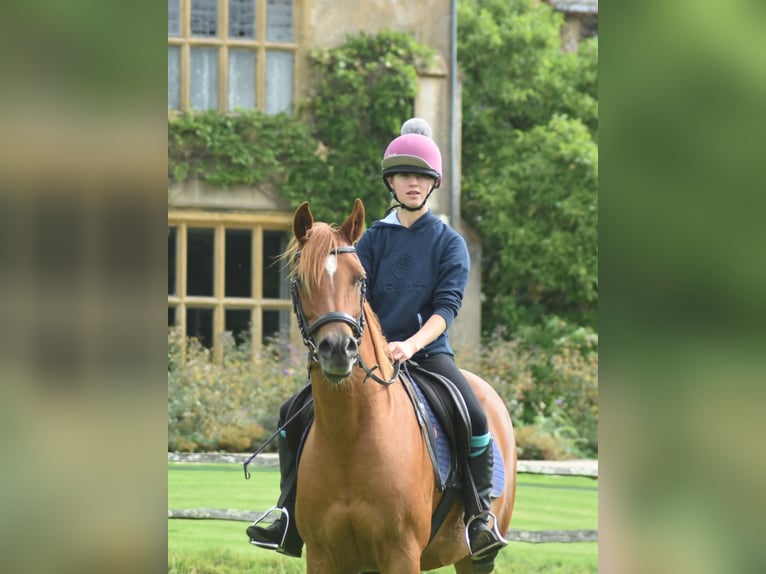 Arabian horses Mare 7 years 15 hh Chestnut in Belfast