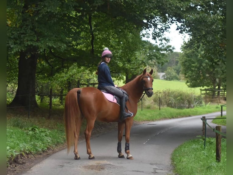 Arabian horses Mare 7 years 15 hh Chestnut in Belfast