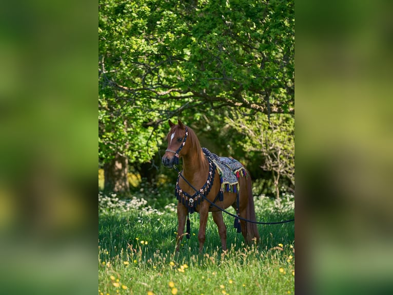 Arabian horses Mare 7 years 15 hh Chestnut in Belfast
