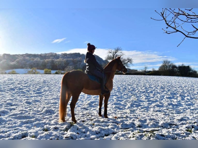 Arabian horses Mare 7 years 15 hh Chestnut in Belfast