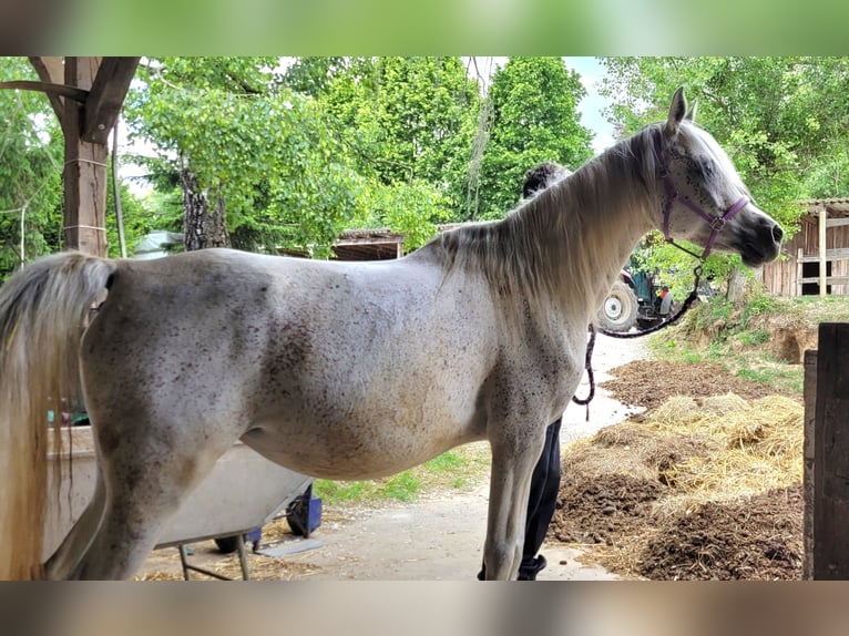 Arabian horses Mare 7 years 15 hh Grey-Fleabitten in Remseck am Neckar