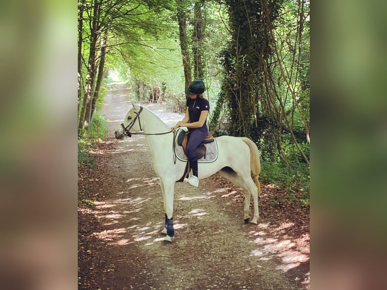 Arabian horses Mare 7 years 15 hh White in Normandie