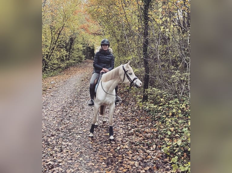 Arabian horses Mare 7 years 15 hh White in Normandie