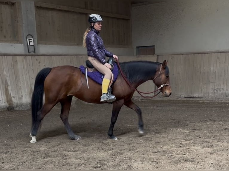 Arabian horses Mare 7 years 15,1 hh Brown in Penthaz