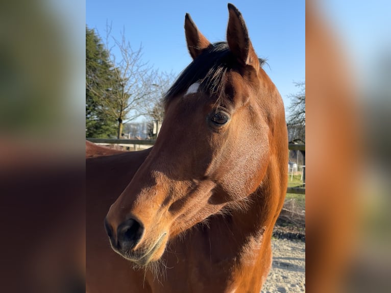 Arabian horses Mare 7 years 15,1 hh Brown in Penthaz