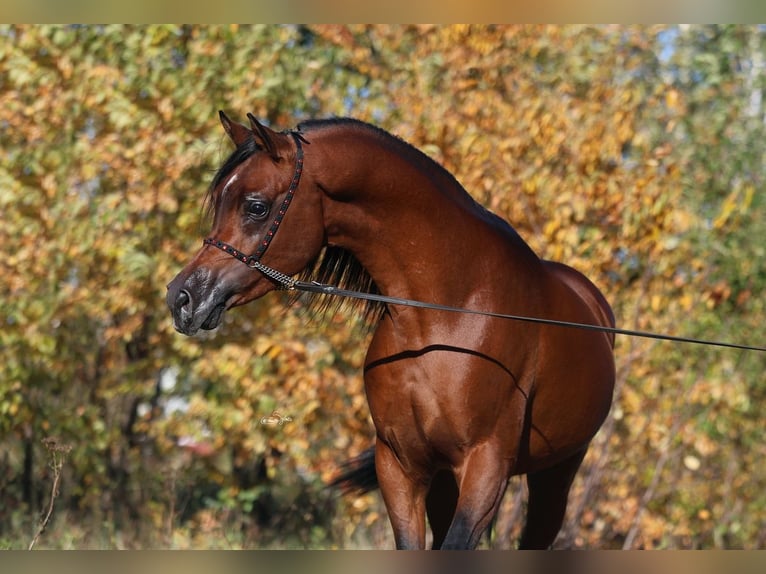 Arabian horses Mare 7 years 15,1 hh Brown in Lodz