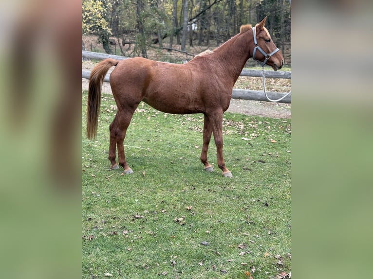 Arabian horses Mare 7 years 15,1 hh Chestnut in Borinka