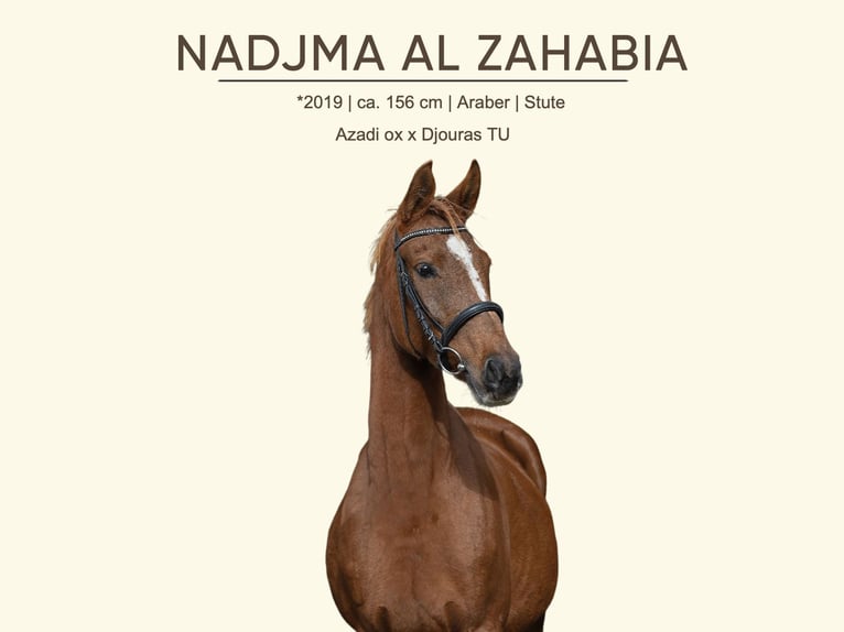 Arabian horses Mare 7 years 15,1 hh Chestnut-Red in Seeon-Seebruck