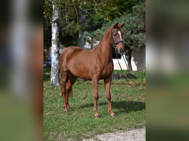 Arabian horses Mare 7 years 15,1 hh Chestnut-Red in Seeon-Seebruck