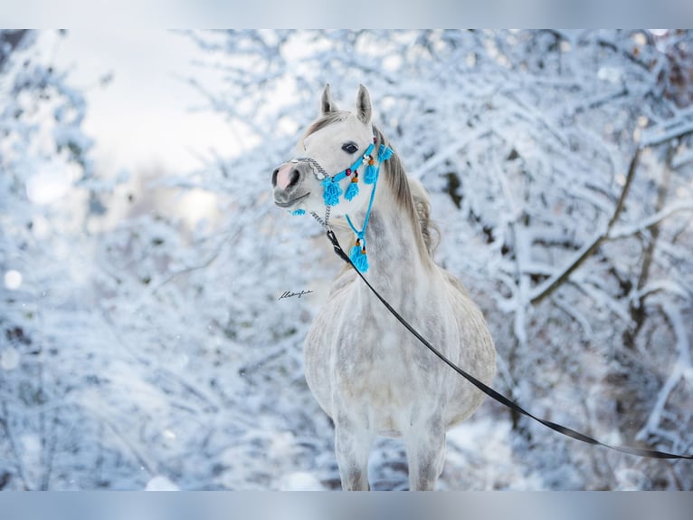 Arabian horses Mare 7 years 15,1 hh Gray in Stryków