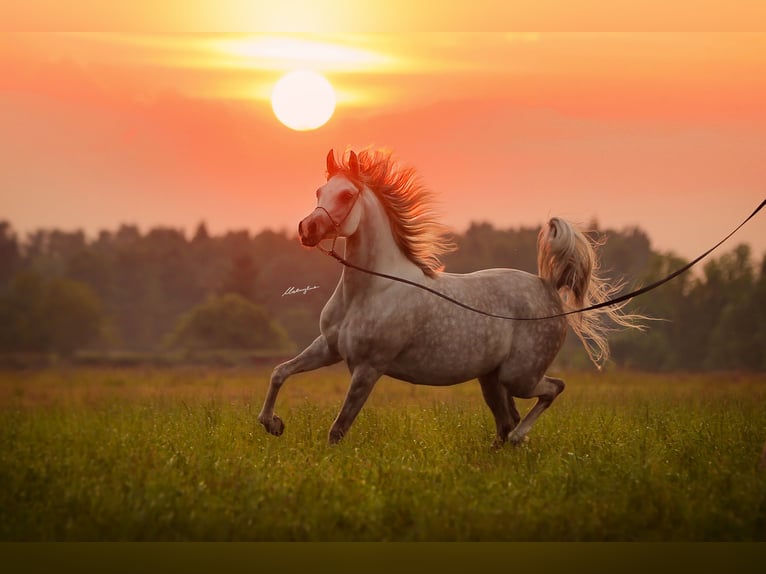 Arabian horses Mare 7 years 15,1 hh Gray in Stryków