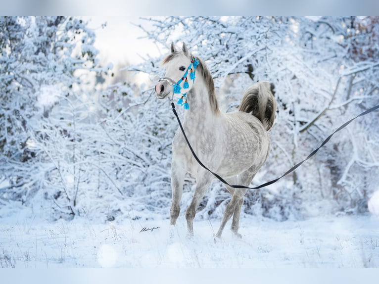 Arabian horses Mare 7 years 15,1 hh Gray in Stryków