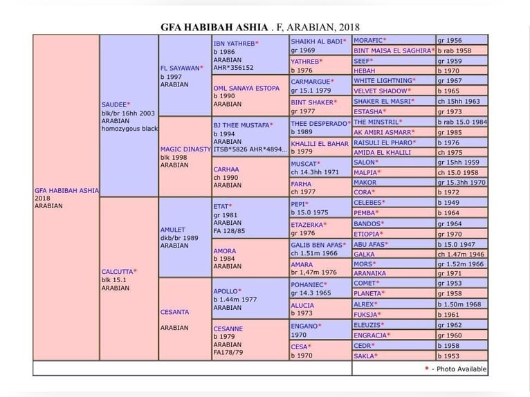 Arabian horses Mare 7 years Black in Gers