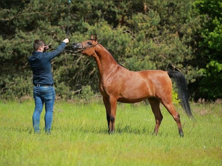 Arabian horses Mare 7 years Brown in Wielogóra Arabian horses Mare 7 years Brown in Wielogóra