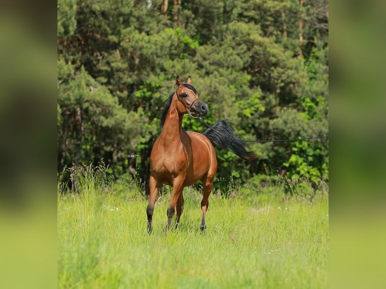 Arabian horses Mare 7 years Brown in Wielogóra Arabian horses Mare 7 years Brown in Wielogóra