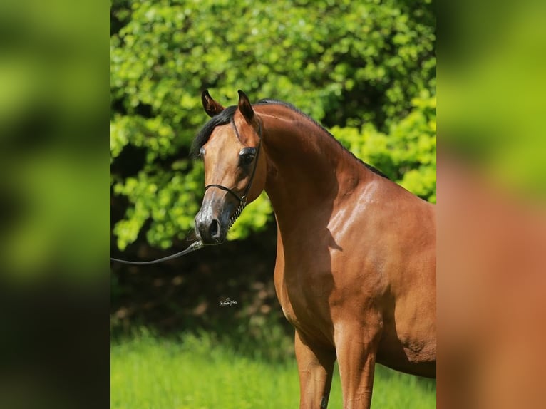 Arabian horses Mare 7 years Brown in Wielogóra Arabian horses Mare 7 years Brown in Wielogóra
