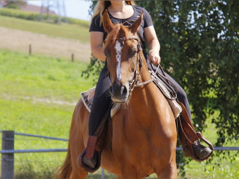 Arabian horses Mare 7 years Chestnut-Red in Wallsee