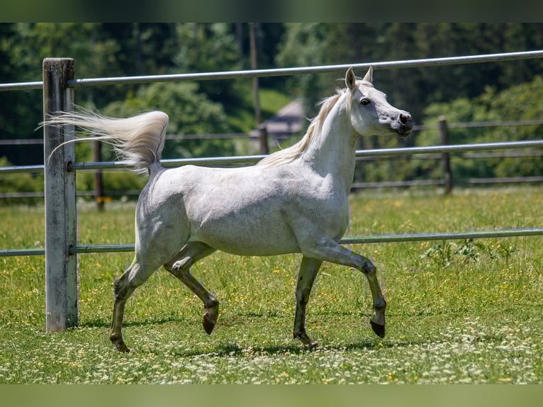 Arabian horses Mare 7 years Gray in Gomadingen Arabian horses Mare 7 years Gray in Gomadingen