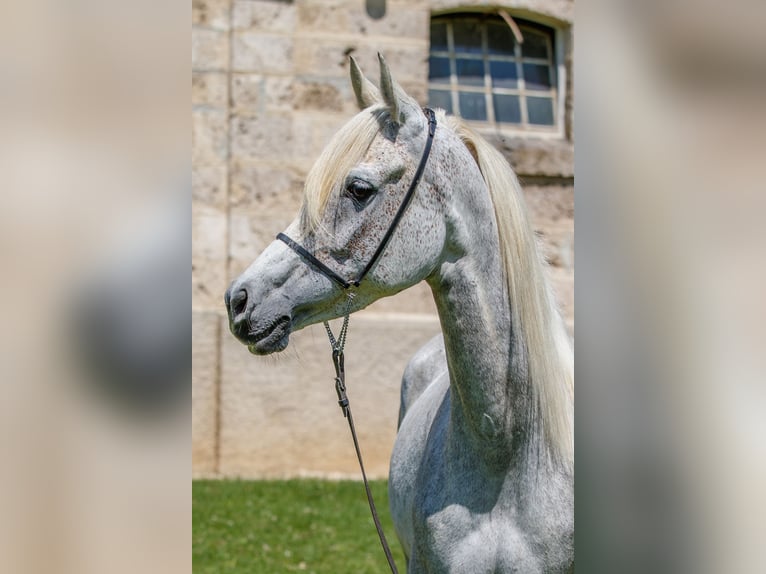 Arabian horses Mare 7 years Gray in Gomadingen