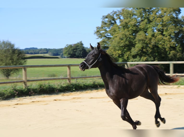 Arabian horses Mare 8 years 13,2 hh Black in Saint-Éloy-les-Tuileries