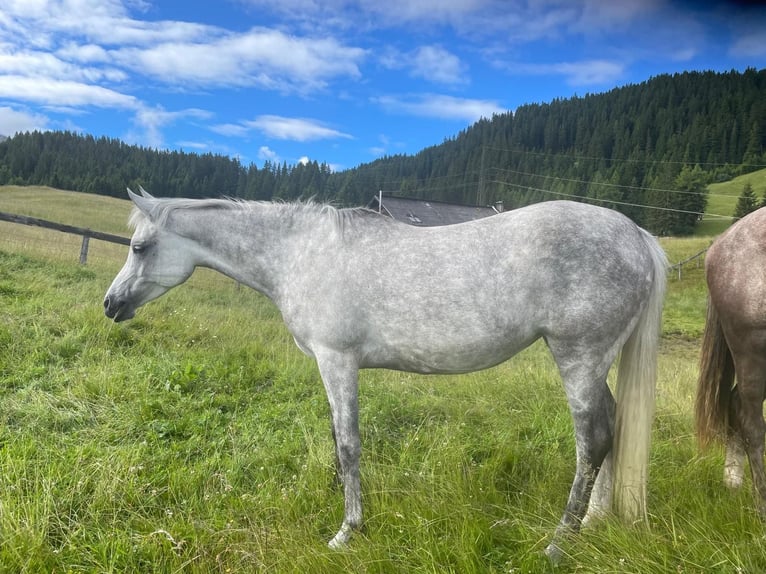 Arabian horses Mare 8 years 14,2 hh Gray in Trins