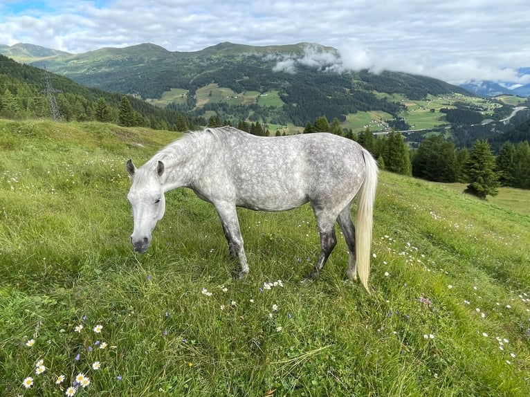 Arabian horses Mare 8 years 14,2 hh Gray in Trins