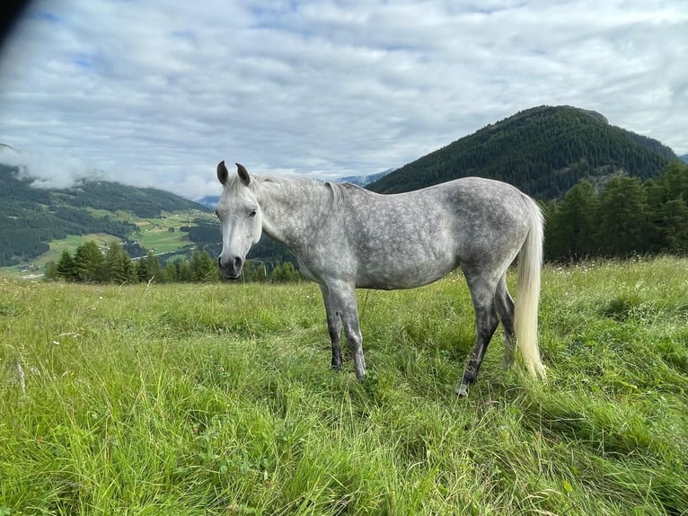 Arabian horses Mare 8 years 14,2 hh Gray in Trins