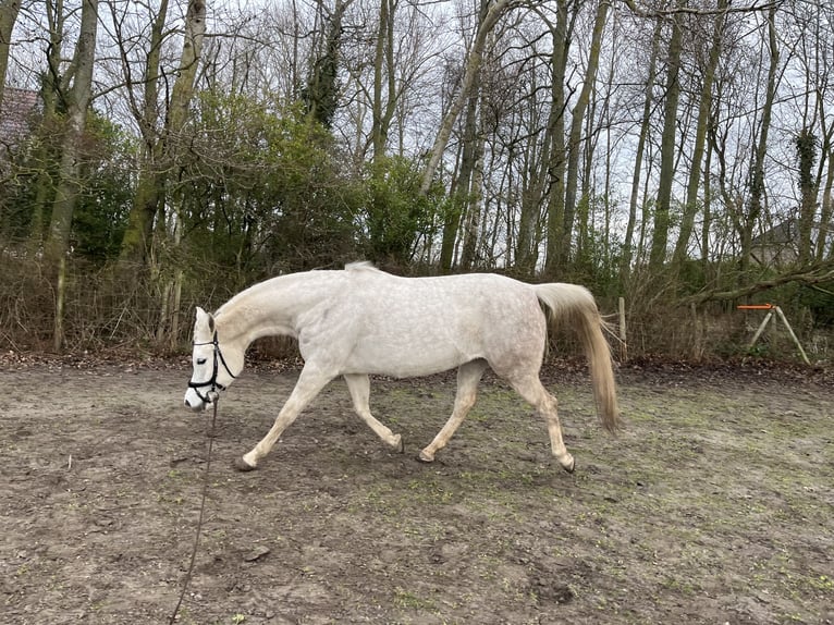 Arabian horses Mare 8 years 14.2 hh Grey in Rockanje