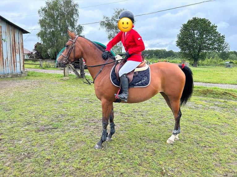 Arabian horses Mare 8 years 14,3 hh Brown in Valenciennes