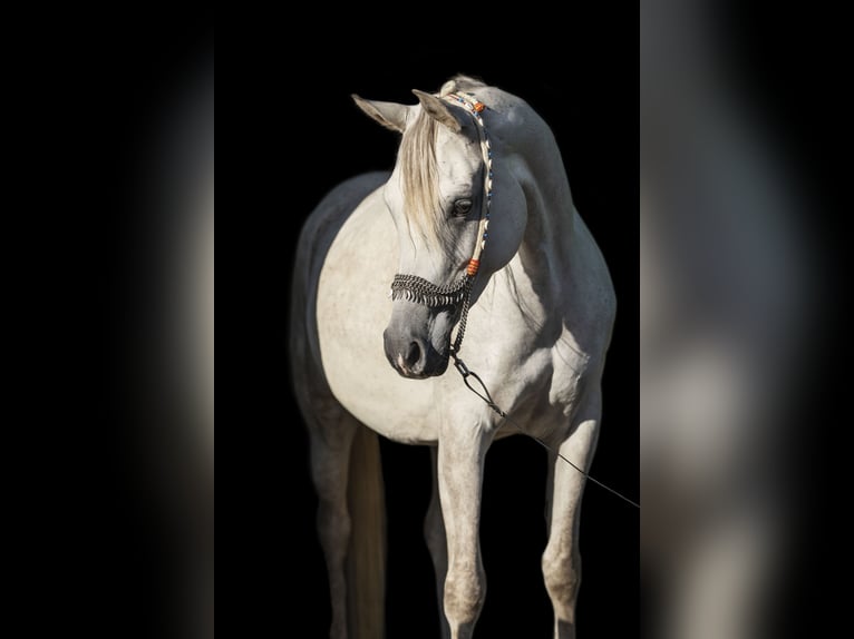 Arabian horses Mare 8 years 14.3 hh Grey-Fleabitten in Sumte