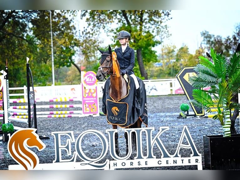 Arabian horses Mare 8 years 14,2 hh Brown in Tarnowskie Góry