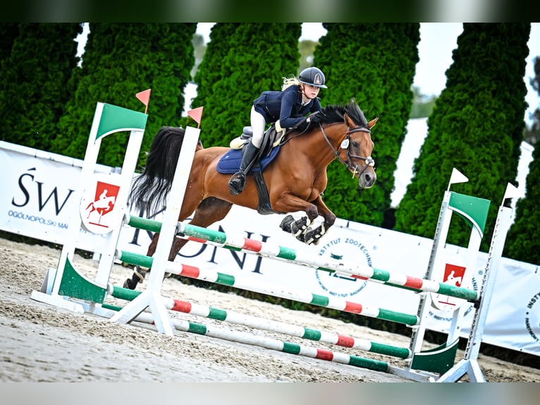 Arabian horses Mare 8 years 14,2 hh Brown in Tarnowskie Góry