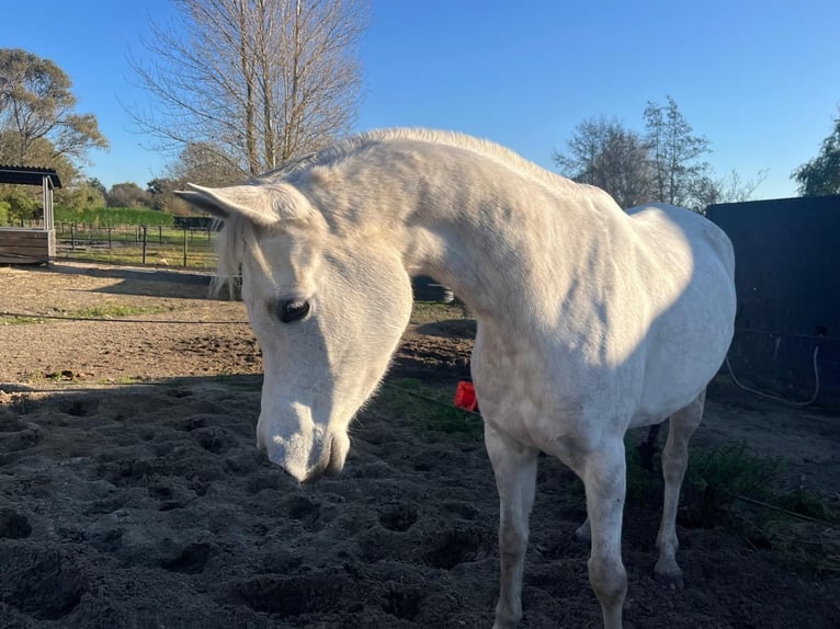 Arabian horses Mare 8 years 14,2 hh Grey in Rockanje