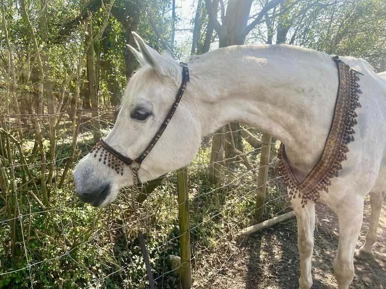 Arabian horses Mare 8 years 14,2 hh Grey in Rockanje