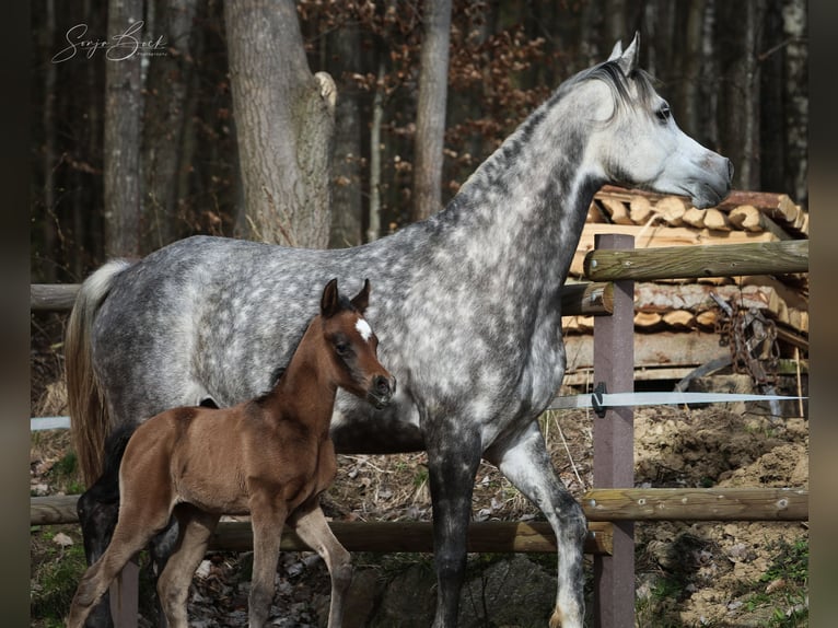 Arabian horses Mare 8 years 14,3 hh in Olsbrücken