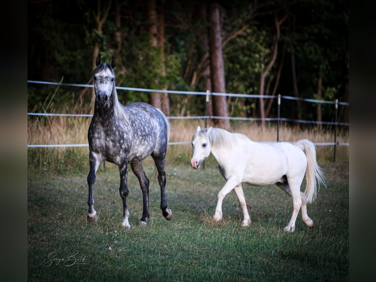 Arabian horses Mare 8 years 14,3 hh in Olsbrücken