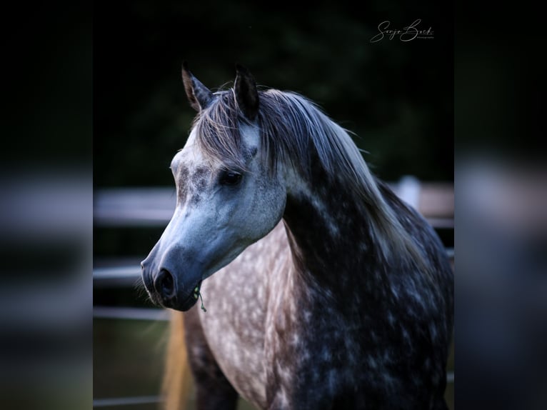 Arabian horses Mare 8 years 14,3 hh in Olsbrücken