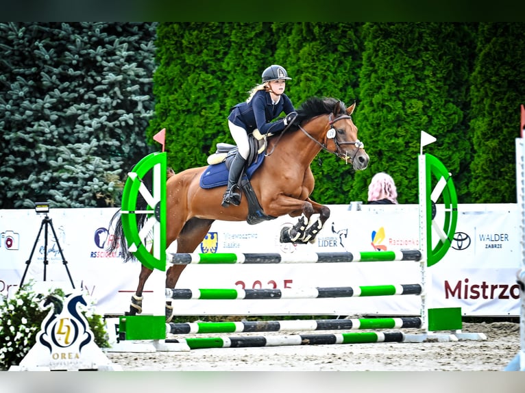 Arabian horses Mare 8 years 15.1 hh Brown in Tarnowskie Góry