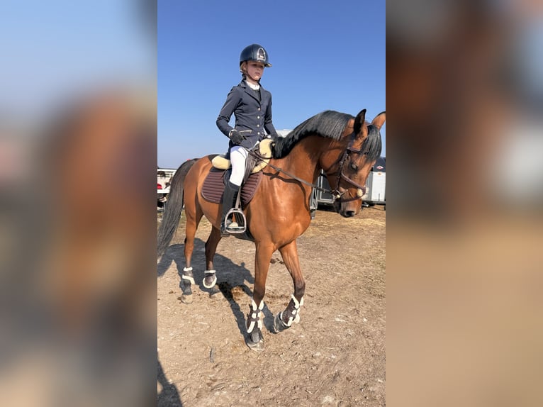 Arabian horses Mare 8 years 15.1 hh Brown in Tarnowskie Góry